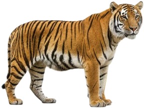 a tiger standing on a white background 1.jpg